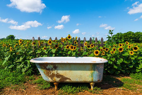 Denver Downs Sunflowers 4 Black Modern Wood Framed Art Print by Malone, Will