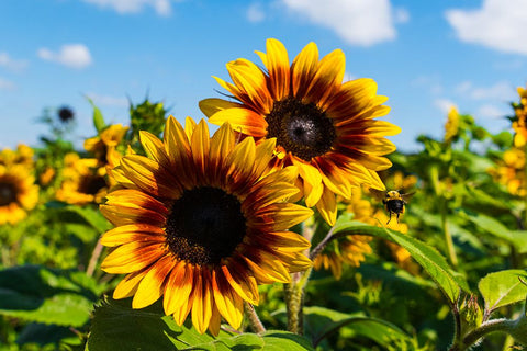 Denver Downs Sunflowers 6 Black Modern Wood Framed Art Print by Malone, Will