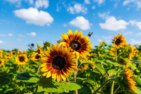 Denver Downs Sunflowers 7 Black Modern Wood Framed Art Print by Malone, Will