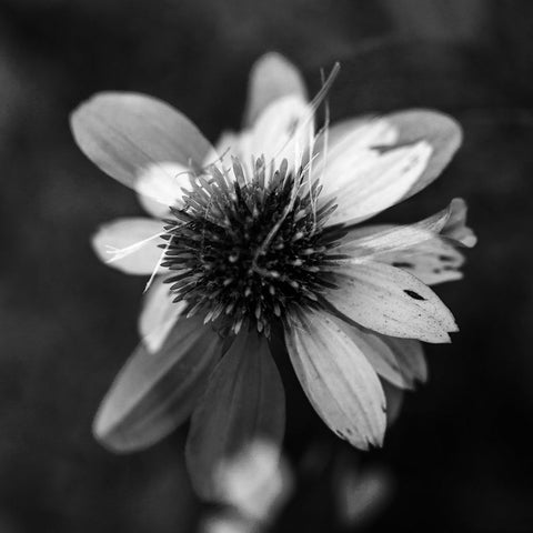 A New Flower Square BW White Modern Wood Framed Art Print with Double Matting by Malone, Will