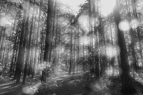 Blurry Forest BW Black Modern Wood Framed Art Print by Malone, Will