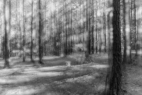 Blurry Forest 2 BW White Modern Wood Framed Art Print with Double Matting by Malone, Will