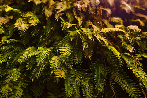 Fern White Modern Wood Framed Art Print with Double Matting by Malone, Will