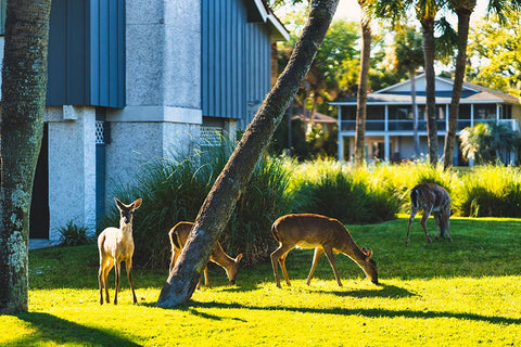 Fripp Deer White Modern Wood Framed Art Print with Double Matting by Malone, Will