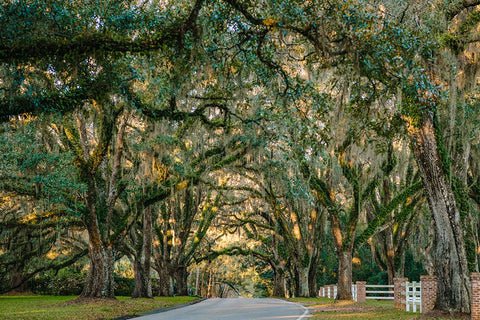 Morning Road Black Modern Wood Framed Art Print by Malone, Will