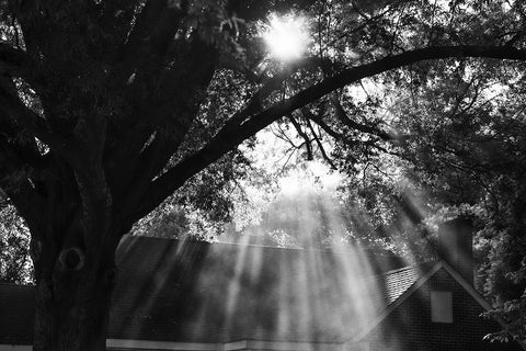 Morning Sunlight BW Black Modern Wood Framed Art Print by Malone, Will