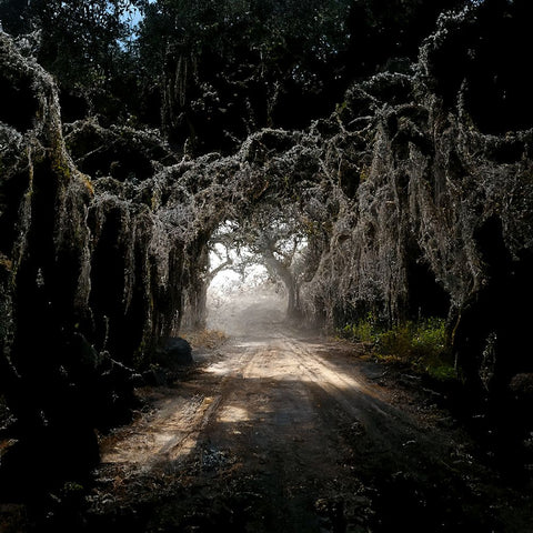 Road in the Woods 4 Black Ornate Wood Framed Art Print with Double Matting by Screendoor