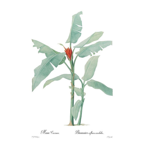 Musa coccinea White Modern Wood Framed Art Print by CAG