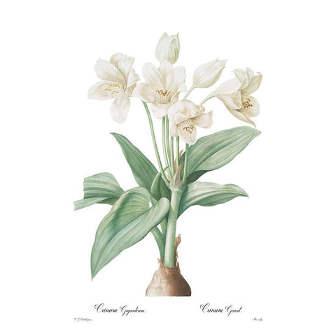 Crinum giganteum White Modern Wood Framed Art Print by CAG