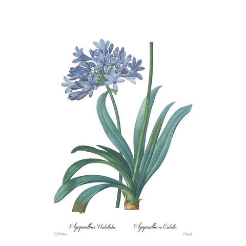 Agapanthus umbellatus Black Modern Wood Framed Art Print with Double Matting by CAG