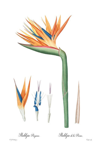 Strelitzia reginoe White Modern Wood Framed Art Print with Double Matting by CAG