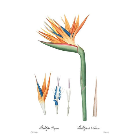 Strelitzia reginoe White Modern Wood Framed Art Print by CAG