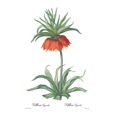 Fritillaria imperialis Black Modern Wood Framed Art Print with Double Matting by CAG