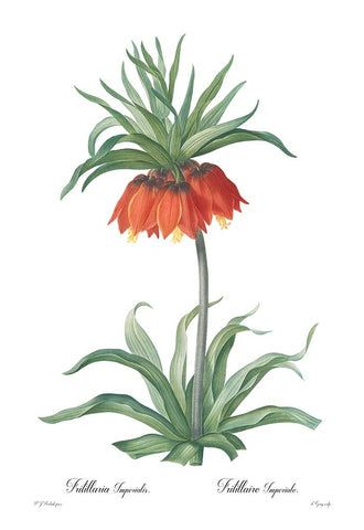 Fritillaria imperialis White Modern Wood Framed Art Print with Double Matting by CAG