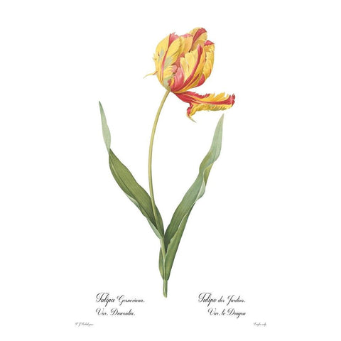 Tulipa gesneriana Gold Ornate Wood Framed Art Print with Double Matting by CAG