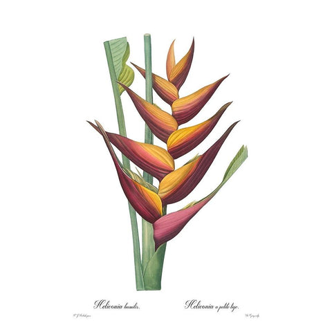 Heliconia humilis White Modern Wood Framed Art Print by CAG