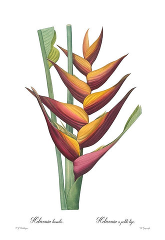 Heliconia humilis White Modern Wood Framed Art Print with Double Matting by CAG