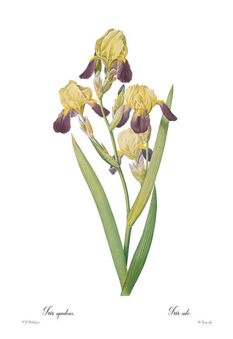 Iris squalens White Modern Wood Framed Art Print with Double Matting by CAG