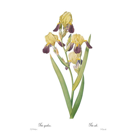 Iris squalens Gold Ornate Wood Framed Art Print with Double Matting by CAG