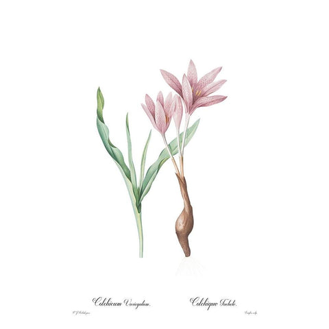 Colchicum variegatum White Modern Wood Framed Art Print by CAG