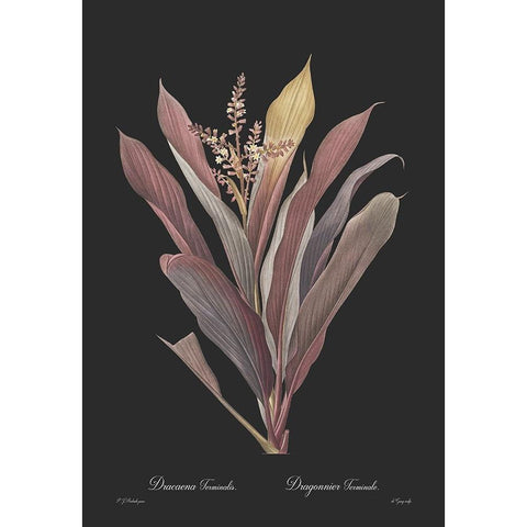 Dracaena terminalis - Dark Black Modern Wood Framed Art Print with Double Matting by CAG