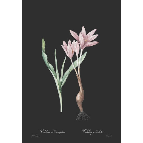 Colchicum variegatum - Dark Black Modern Wood Framed Art Print with Double Matting by CAG