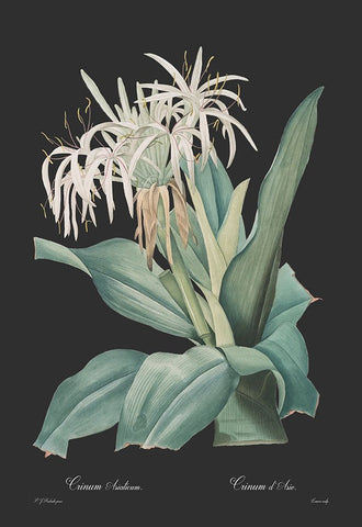 Crinum asiaticum - Dark White Modern Wood Framed Art Print with Double Matting by CAG