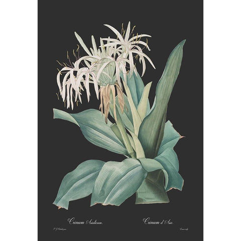 Crinum asiaticum - Dark Gold Ornate Wood Framed Art Print with Double Matting by CAG