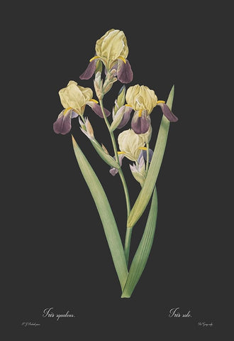 Iris squalens - Dark White Modern Wood Framed Art Print with Double Matting by CAG