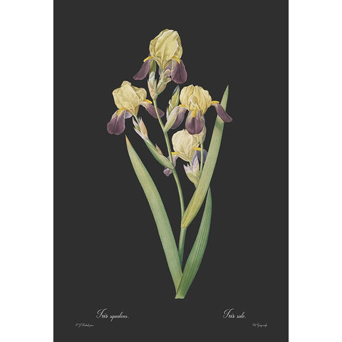 Iris squalens - Dark Black Modern Wood Framed Art Print with Double Matting by CAG