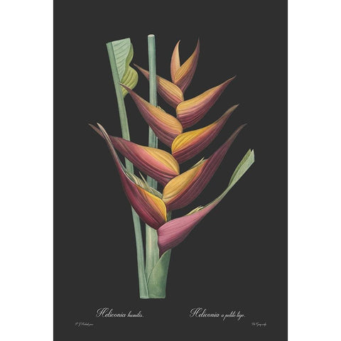 Heliconia humilis - Dark Black Modern Wood Framed Art Print with Double Matting by CAG