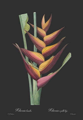 Heliconia humilis - Dark Black Ornate Wood Framed Art Print with Double Matting by CAG