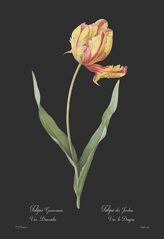 Tulipa gesneriana - Dark Black Ornate Wood Framed Art Print with Double Matting by CAG