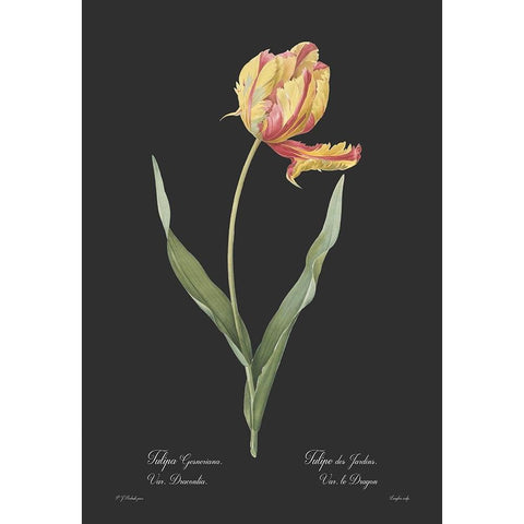 Tulipa gesneriana - Dark Black Modern Wood Framed Art Print with Double Matting by CAG