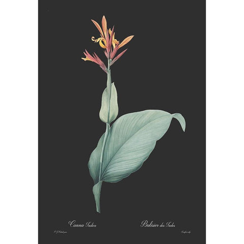 Canna indica - Dark White Modern Wood Framed Art Print by CAG