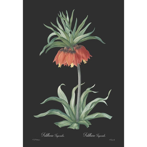 Fritillaria imperialis - Dark White Modern Wood Framed Art Print by CAG