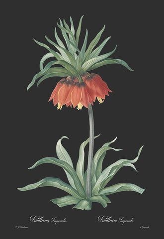 Fritillaria imperialis - Dark Black Ornate Wood Framed Art Print with Double Matting by CAG