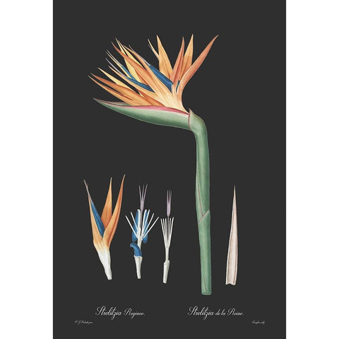 Strelitzia reginoe - Dark Black Modern Wood Framed Art Print with Double Matting by CAG