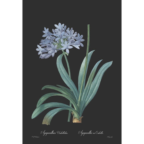 Agapanthus umbellatus - Dark Black Modern Wood Framed Art Print with Double Matting by CAG