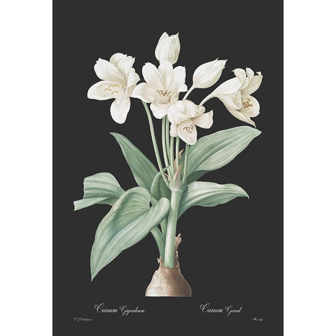 Crinum giganteum - Dark Gold Ornate Wood Framed Art Print with Double Matting by CAG