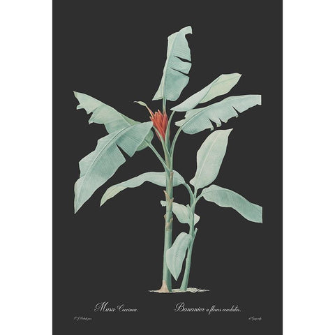 Musa coccinea - Dark White Modern Wood Framed Art Print by CAG