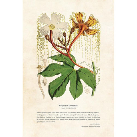 Himalayan Plants - Hodgsonia heteroclita White Modern Wood Framed Art Print by CAG