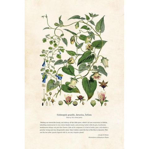 Himalayan Plants - Codonopsis gracilis, Javanica, Inflata White Modern Wood Framed Art Print by CAG