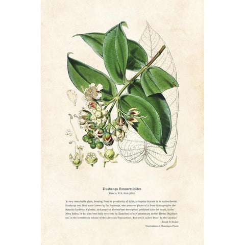 Himalayan Plants - Duabanga sonneratioides White Modern Wood Framed Art Print by CAG