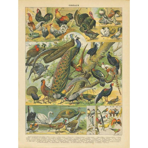 Oiseaux I Gold Ornate Wood Framed Art Print with Double Matting by Babbitt, Gwendolyn