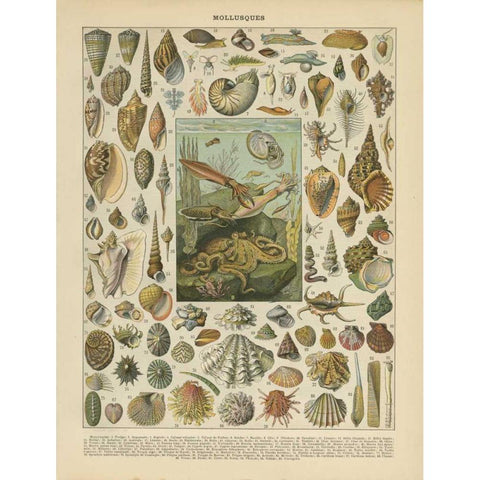 Mollusques White Modern Wood Framed Art Print by Babbitt, Gwendolyn