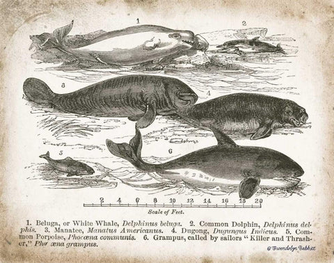 Antique Whales I Black Ornate Wood Framed Art Print with Double Matting by Babbitt, Gwendolyn