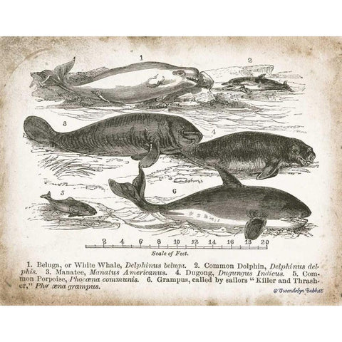 Antique Whales I White Modern Wood Framed Art Print by Babbitt, Gwendolyn