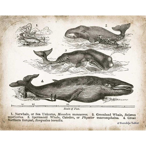 Antique Whales II White Modern Wood Framed Art Print by Babbitt, Gwendolyn