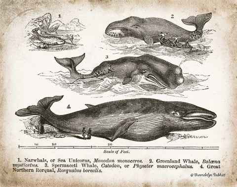 Antique Whales II Black Ornate Wood Framed Art Print with Double Matting by Babbitt, Gwendolyn